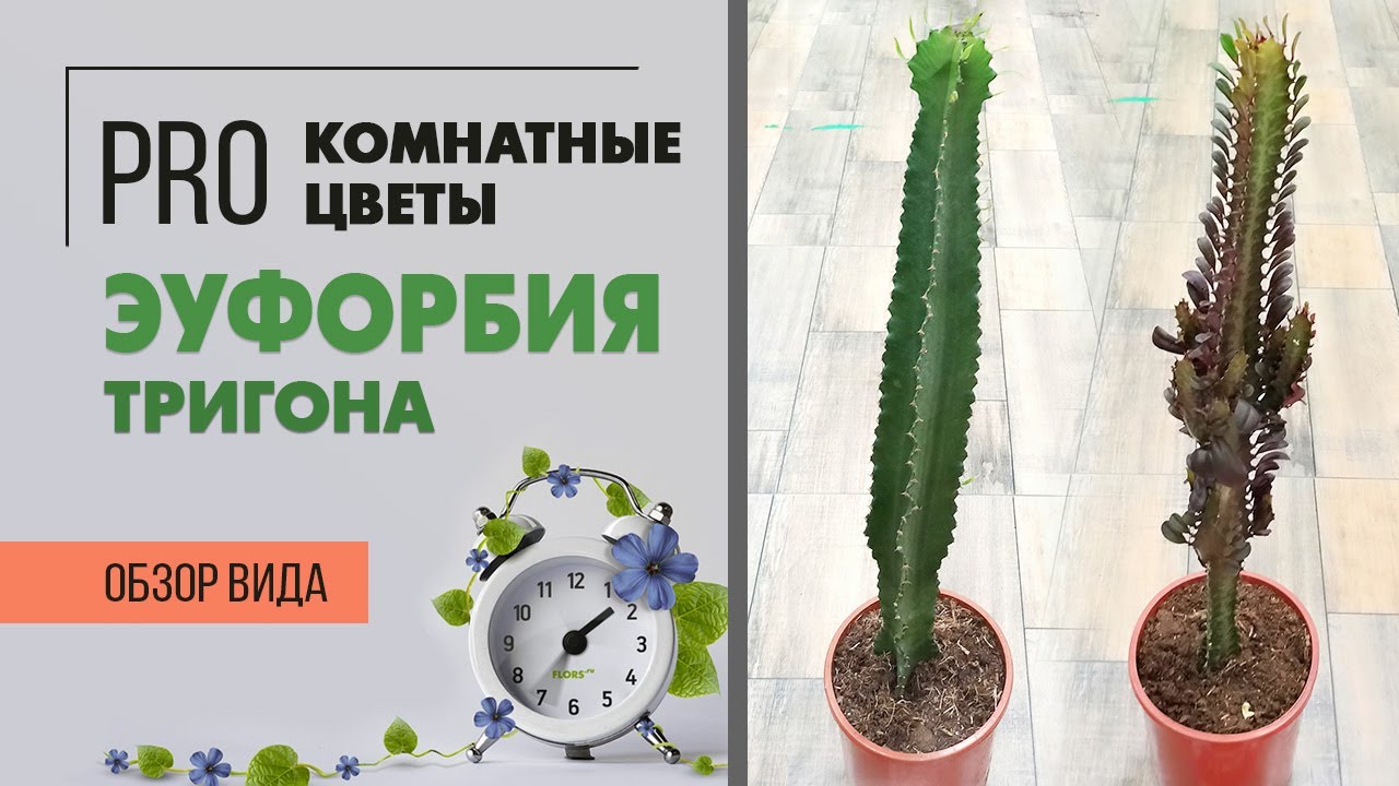 Эуфорбия Тригона или Молочай треугольный - стильная геометрия для интерьера