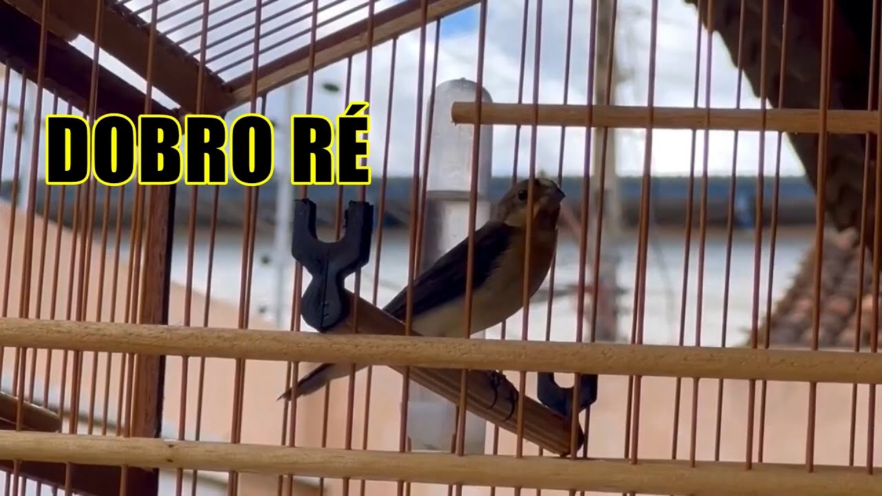 Bigodinho pardo cantando forte para treinar e ensinar machos!