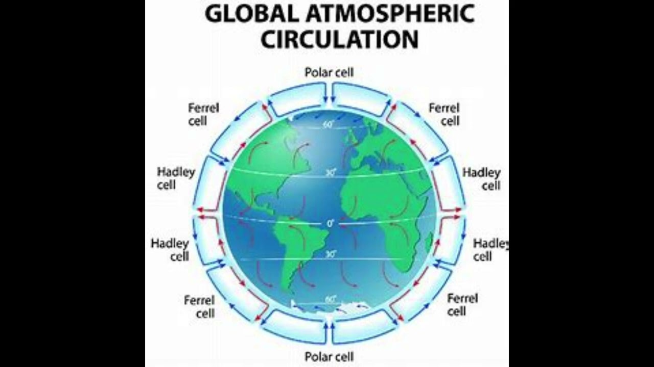 How do atmospheric circulation cells like the Hadley, Ferrel, and Polar cells operate?