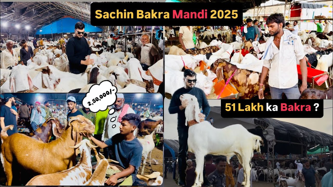 SACHIN BAKRA MANDI 2025 / SURAT BIGGEST MANDI /Adnan ak Vlogs #sachinmandi2025