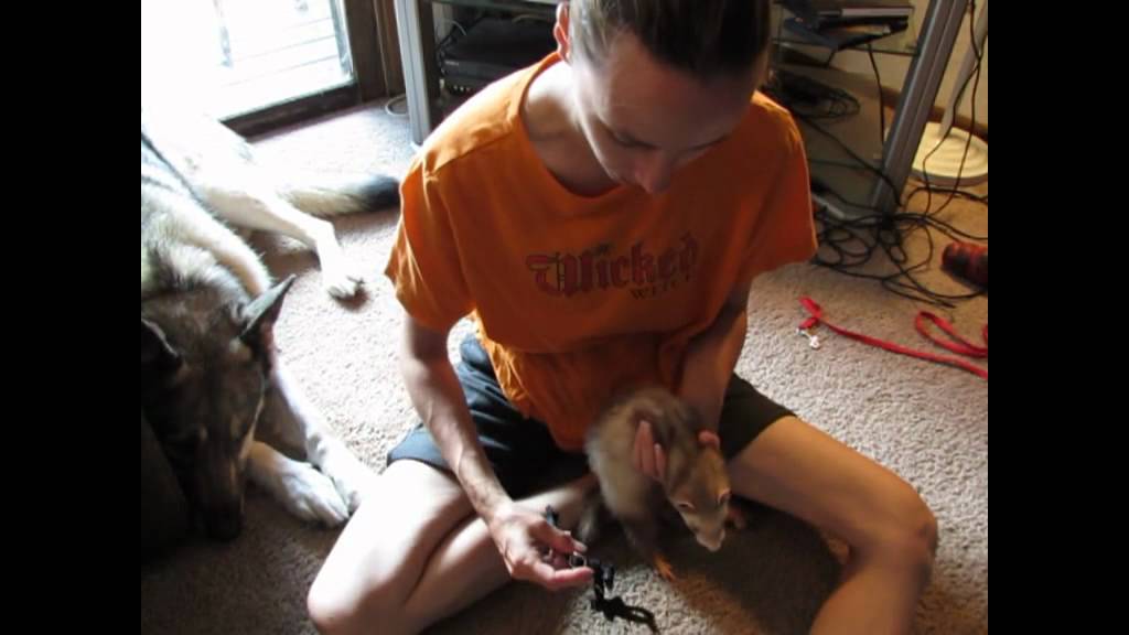 Leash Training Ferrets -pt 1