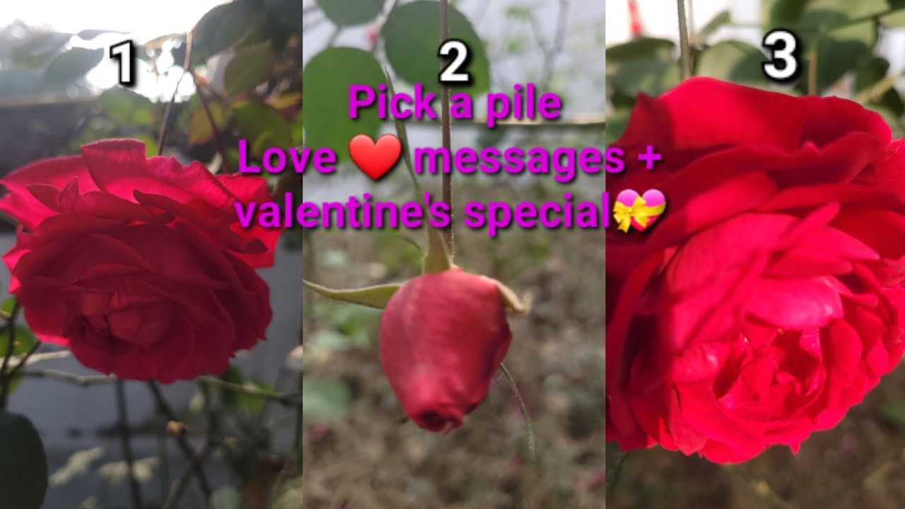 Love ❤️ messages + valentine's special💝