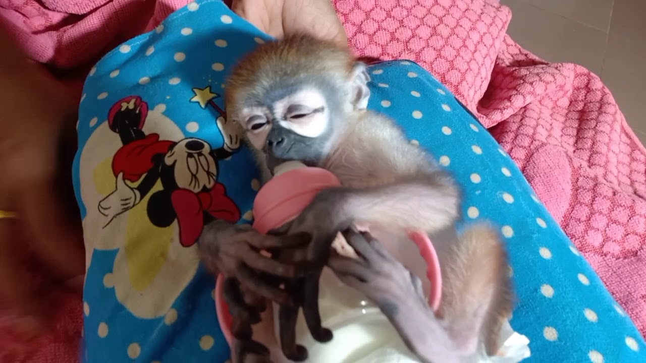 Poor baby vicky and ToTo monkey today