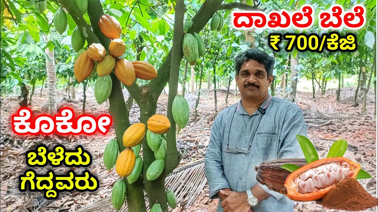 ಅಡಿಕೆ, ತೆಂಗಿನ ತೋಟದಲ್ಲಿ 1000 ಕೊಕೋ ಮರಗಳು. ಕೊಕೋ ಕೃಷಿಯ ಬಗ್ಗೆ ಕಿರು ಪರಿಚಯ. Cocoa farming. Part 1