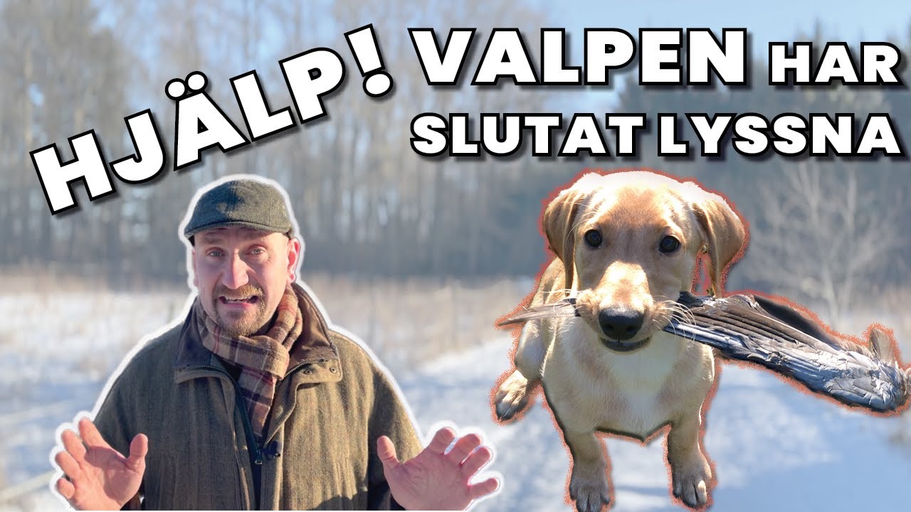 Finns det lydiga valpar? Hur ska du göra för att din valp inte ska bli en slyngel?