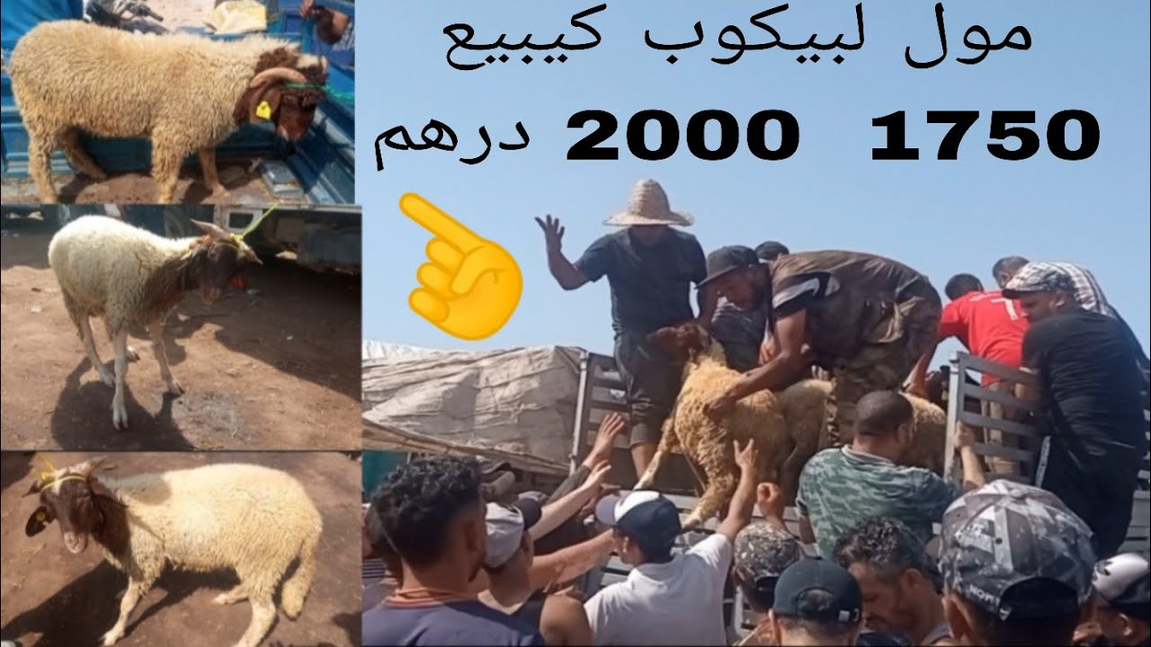 سولت الناس بشحال شراو حولي العيد 🐏🐐رحبة مدينة الرحمة الله يرحمنا