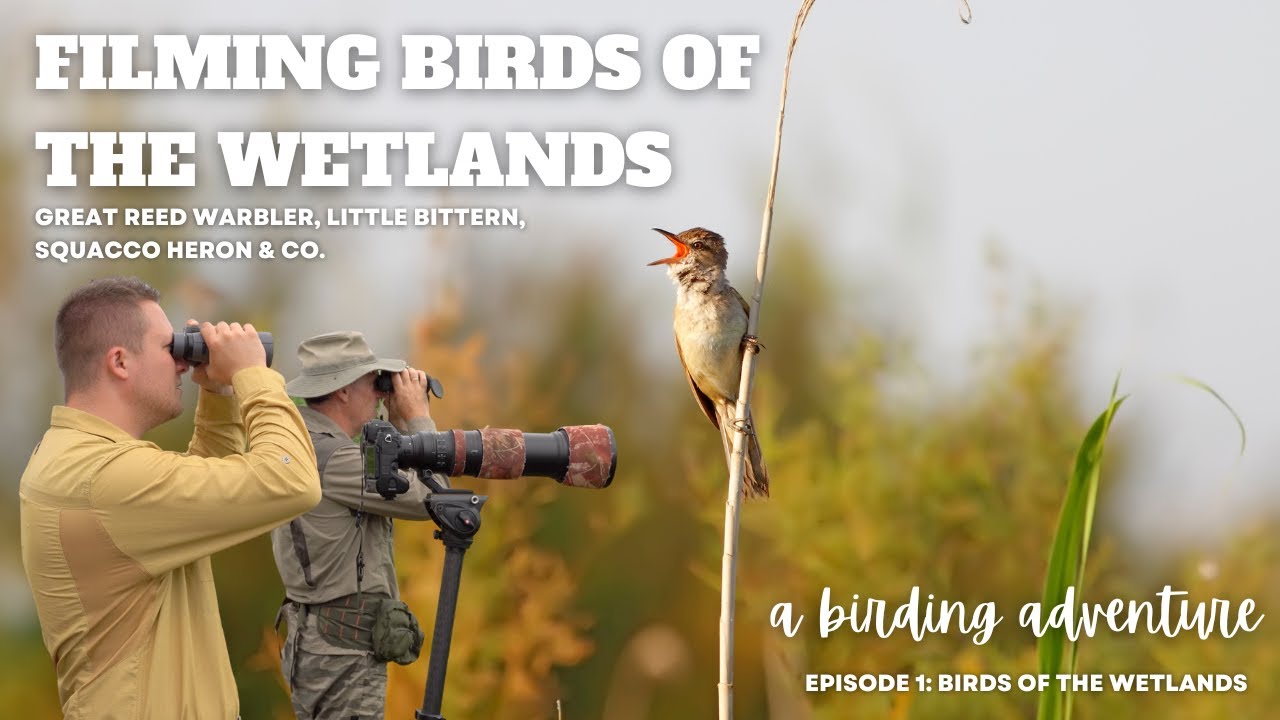 1 Episode I Wings of Wonder I A Birding Adventure! Birds of Ponds & Lakes in Hungary