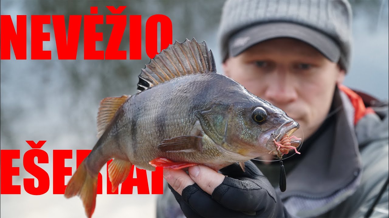 Ešerių spiningavimas Nevėžyje ( iš 2019 m. archyvo)