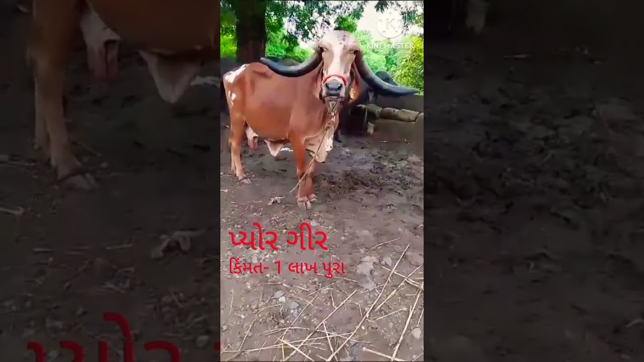 gir gay #cow #girgay #shortsviral