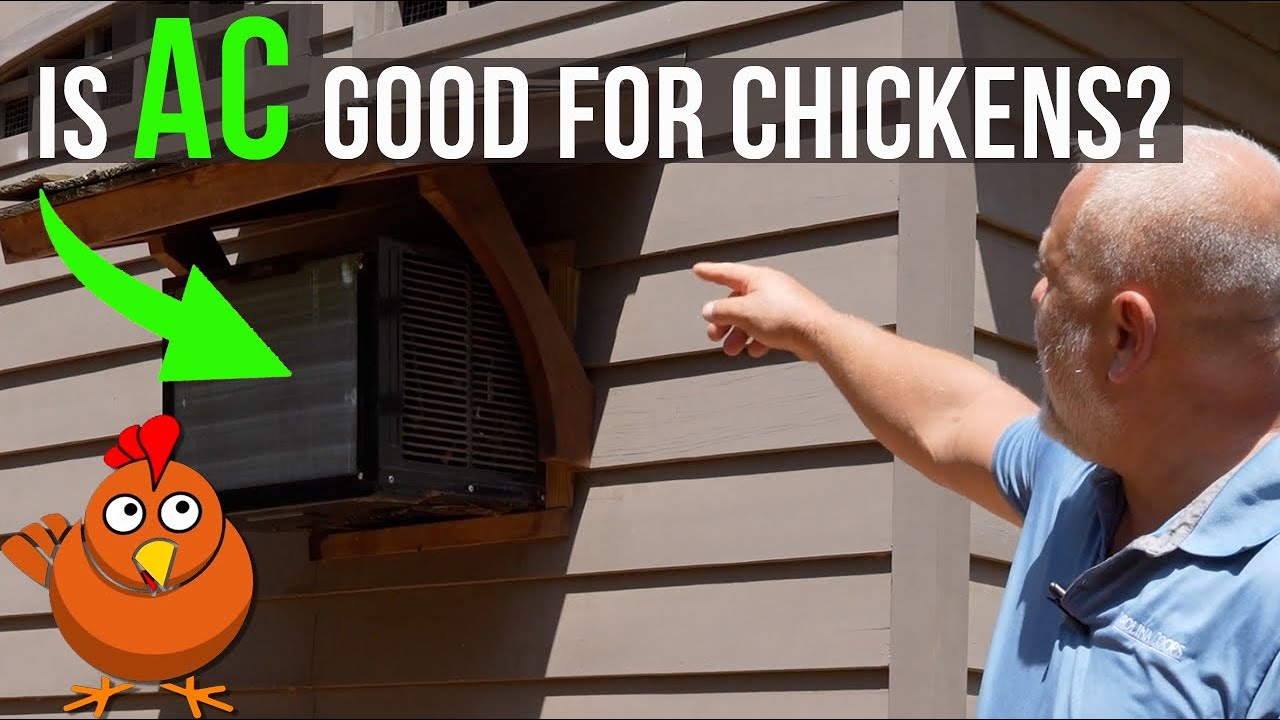 Are Your Chickens Cool? EXTREME heat solutions!