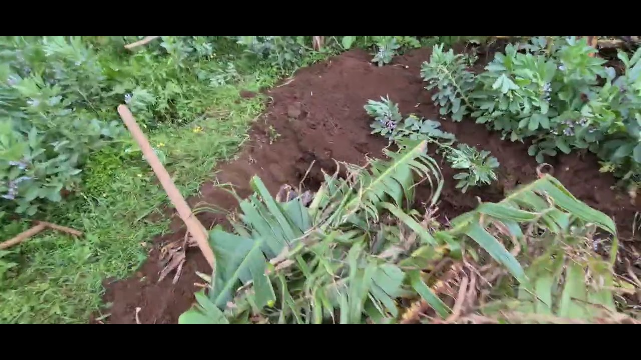 Sempre ajudar os agricultores locais, ilha da Madeira Portugal 
