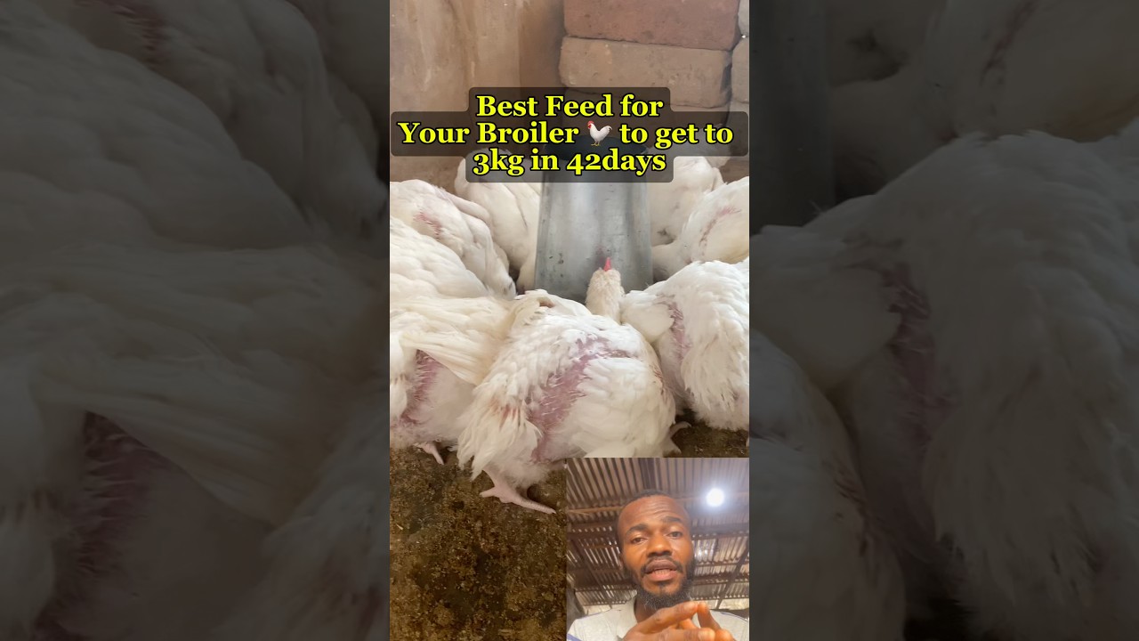 Best Feed for 3kg Broilers in 6 Weeks #poultrytips #fowlfiestaacademy #viraltiktok #viralreels