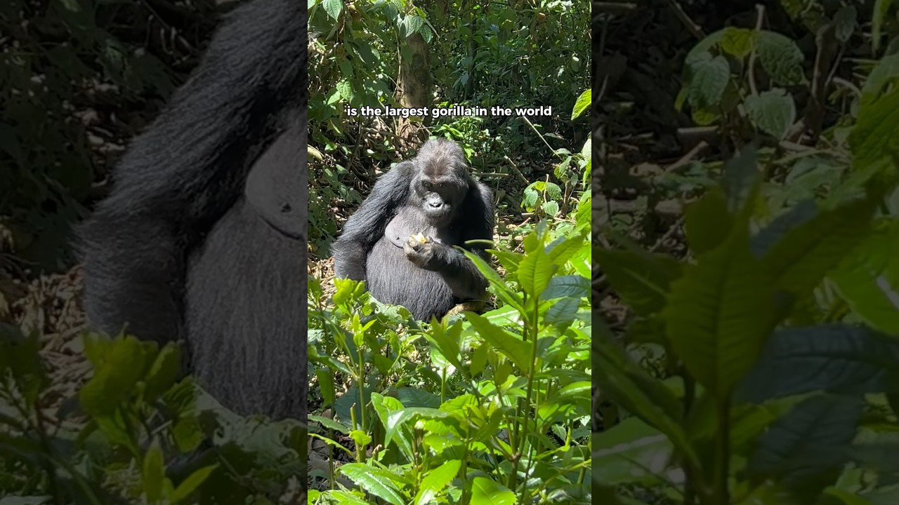 Tracking the largest gorillas in the world in Eastern Congo