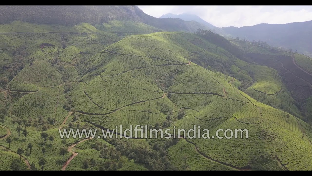 Munnar : fly over tea gardens and shola forests in Kerala