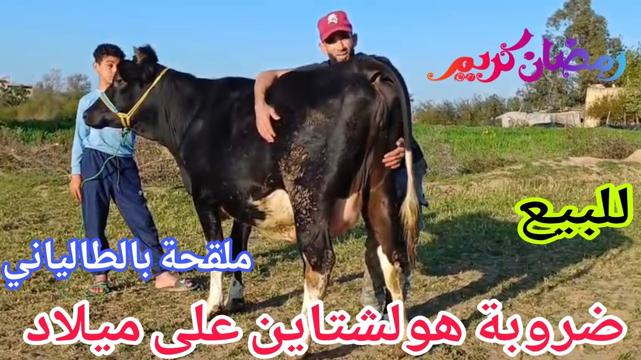 تباااارك الله💫ضروبة هولشتاين على ميلاد ملقحة بالطالياني إتصل 06.15.86.28.07📞ألو سي واليد نواحي الغرب