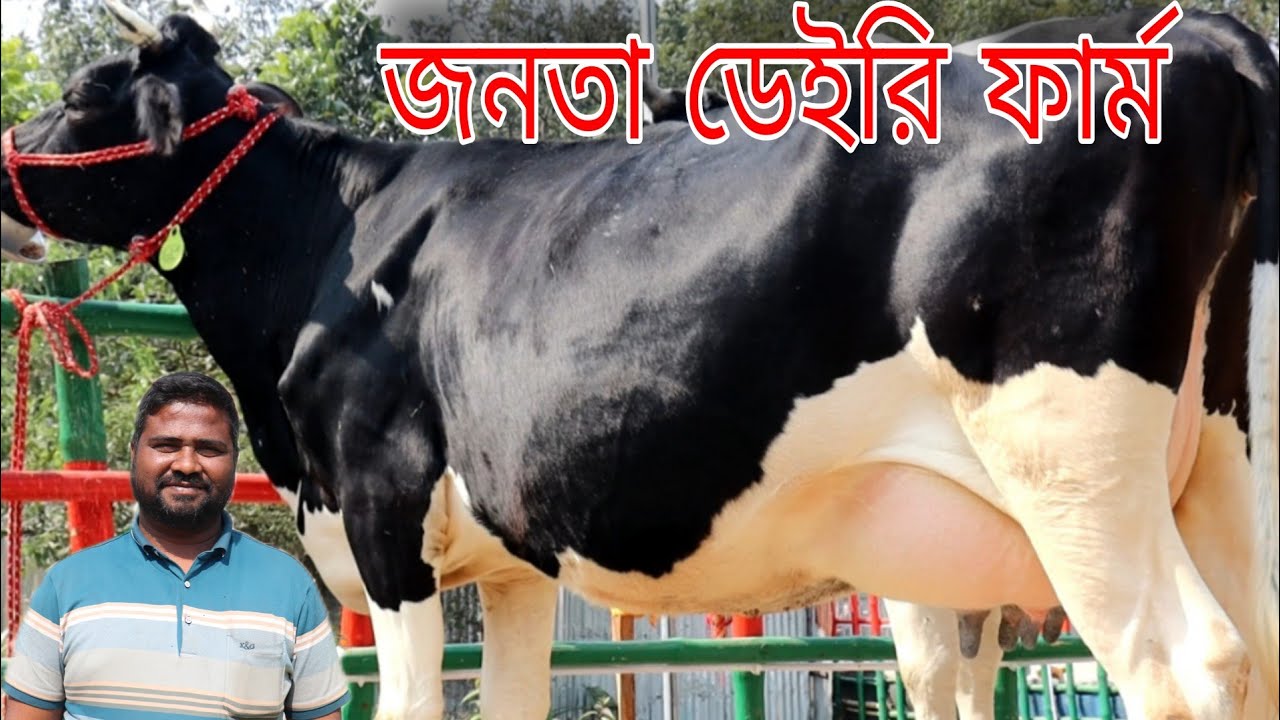 উত্তরবঙ্গের সবথেকে বড় খামার জনতা ডেইরি ফার্ম ২০-২৫ লিটার দুধের গাভী, বিশ্বাস আর মানের নিশ্চয়তা!
