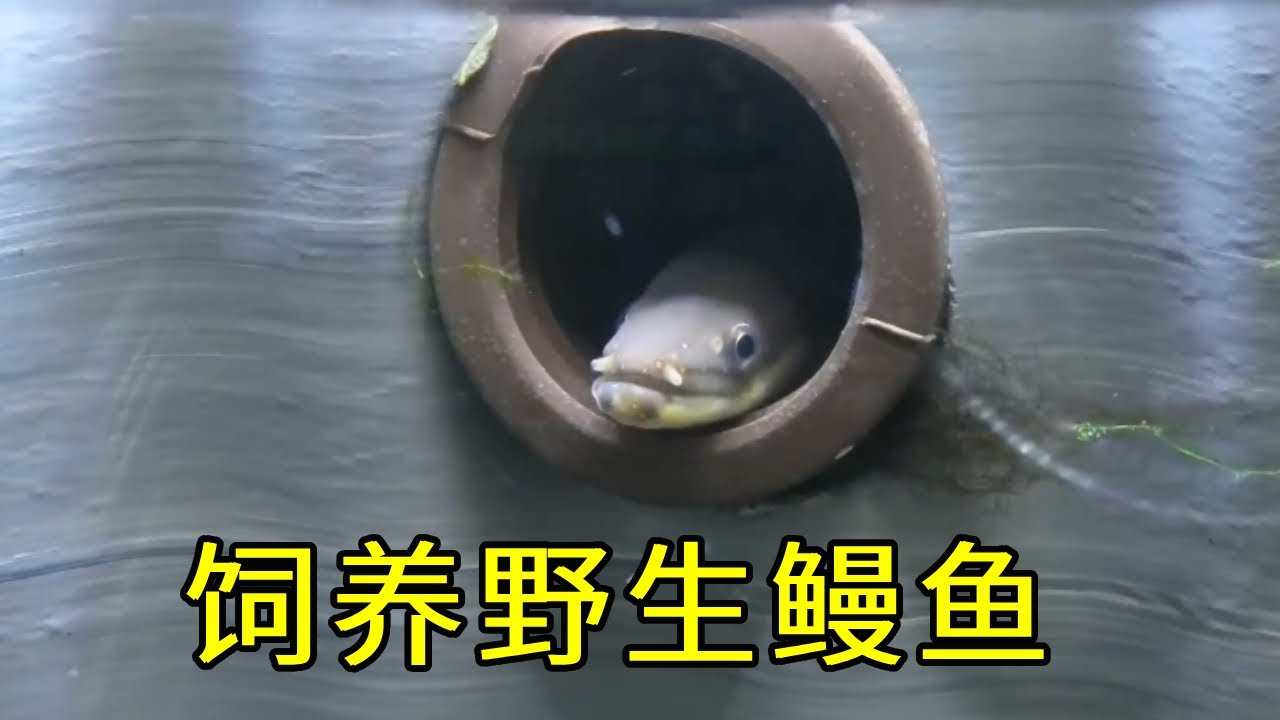 小伙野外抓到鳗鱼，回家打造其生存环境饲养，饲养过程可爱又可笑【天野侠】