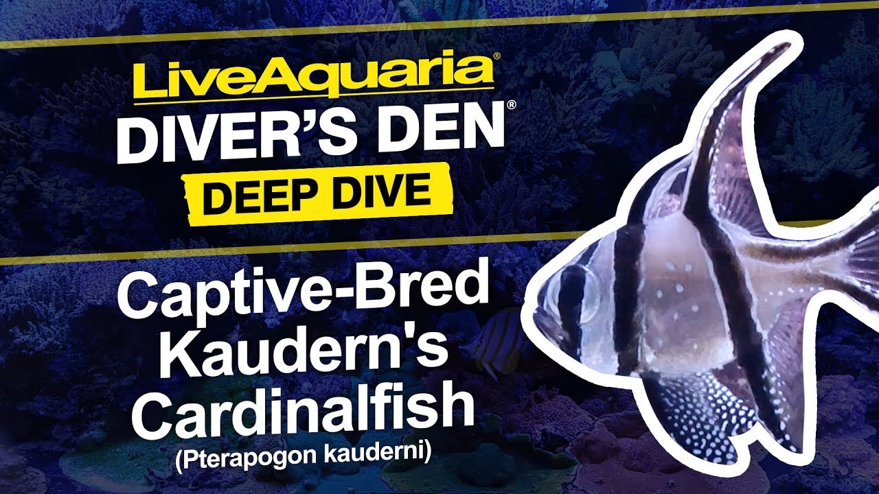 LiveAquaria&reg; Diver&rsquo;s Den&reg; Deep Dive: Captive-Bred Kaudern's Cardinalfish (Pterapogon kauderni)