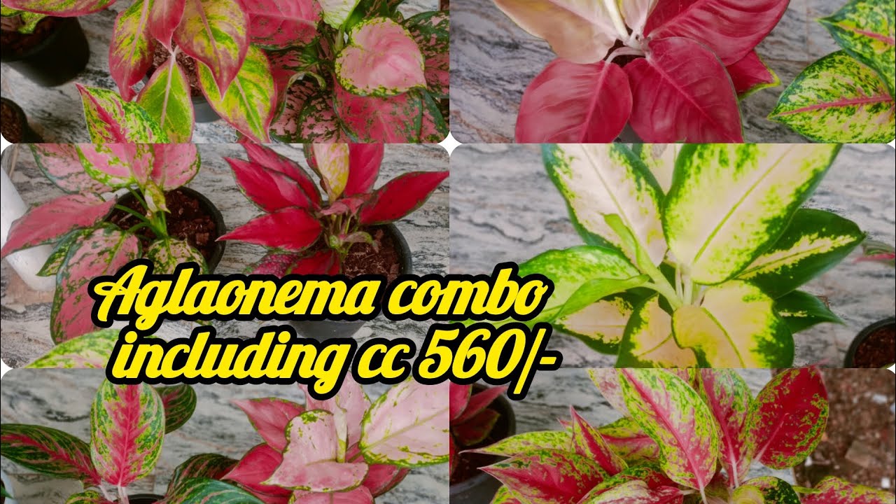 Aglaonema combo including cc 560/- contact no 7558048200