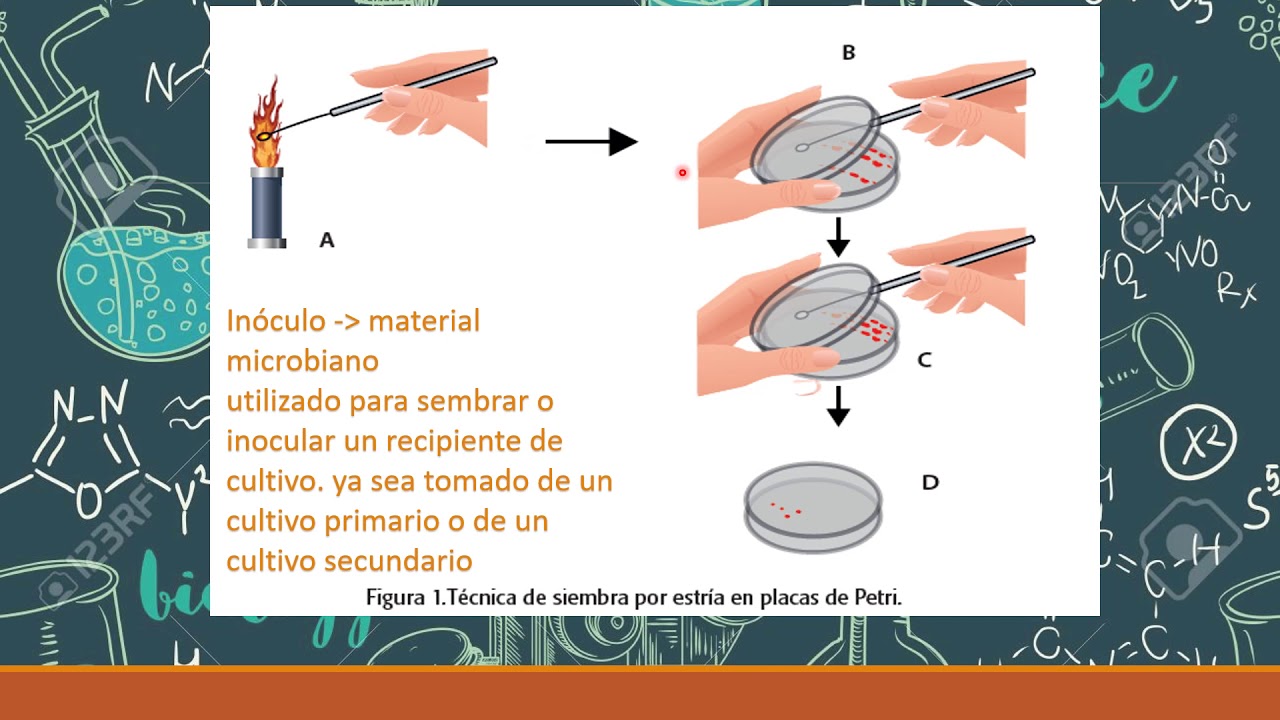 AISLAMIENTO E IDENTIFICACIÓN DE MICROORGANISMOS
