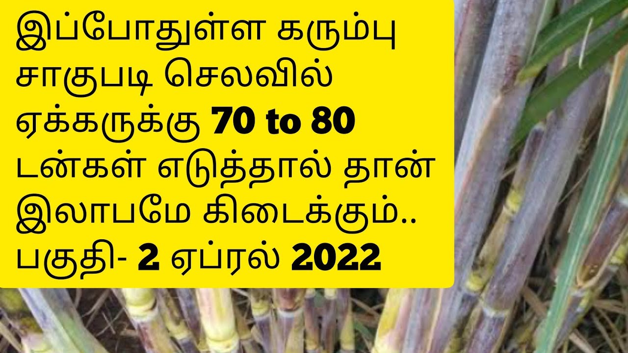 கரும்பு சாகுபடி 1 ஏக்கரில் 85 டன் கரும்பு வெட்டி 1,00,000 இலாபம் சம்பாதிக்கும் முறை | Part - 2