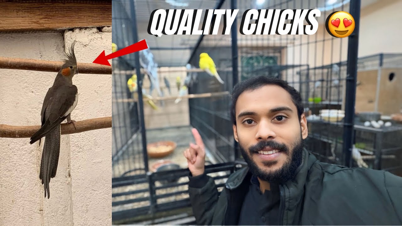 Mashallah! Ye 3 Cockatiel Chicks Bohut Kamal K Han 😍