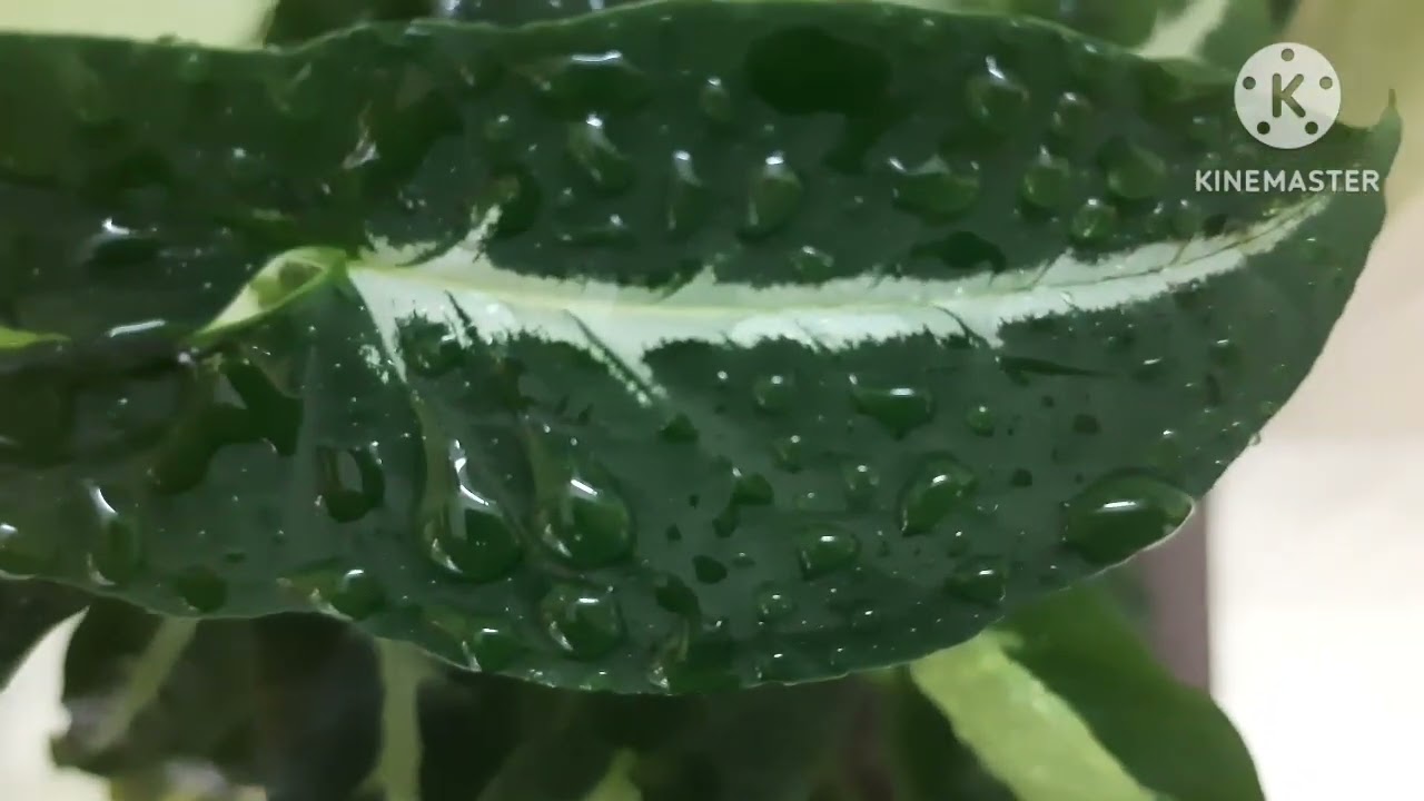 How to grow and care of VELVET SYNGONIUM. All about WENDLENDII SYNGONIUM plant.