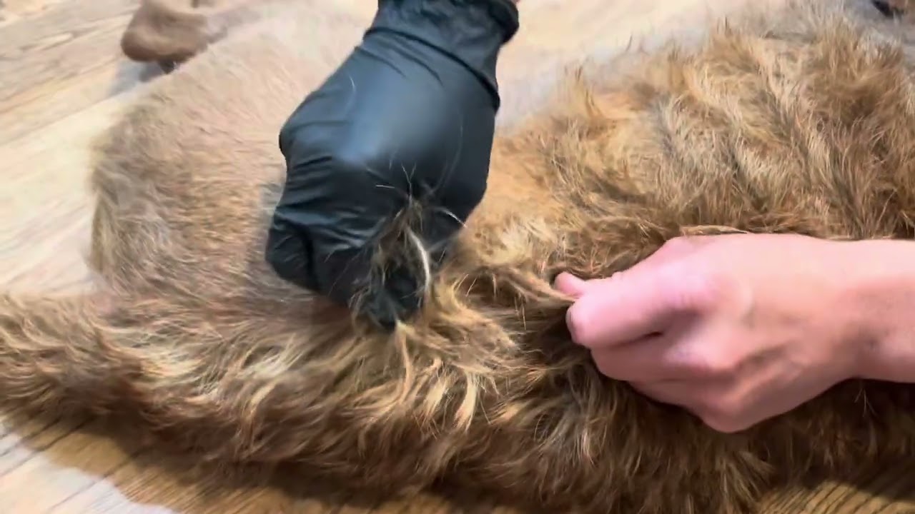 Hand Stripping Your Wirehaired Vizsla