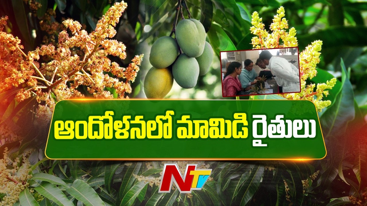 Mango Farmers: మామిడి పూతకు తెగుళ్ల వాత.. ఆందోళనలో రైతులు | NTV Telugu