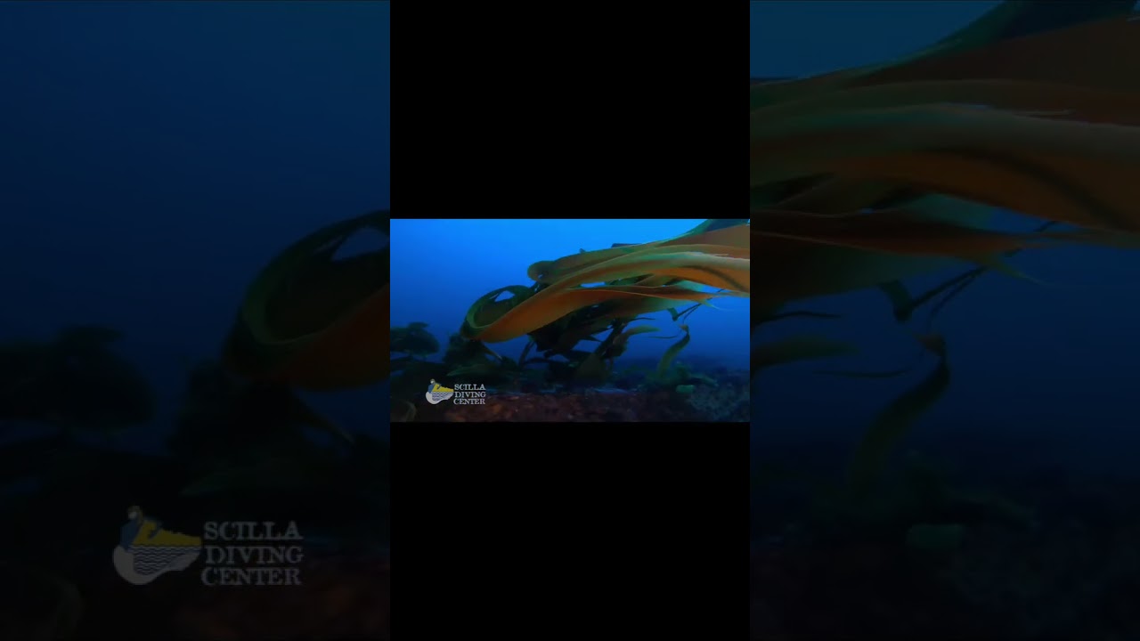Relitto scoperto nello stretto di Messina - Scilla Diving center