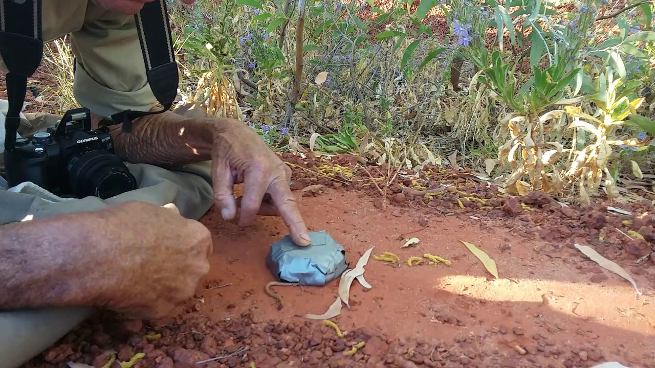 Photographing a blind snake - don't bother! :)