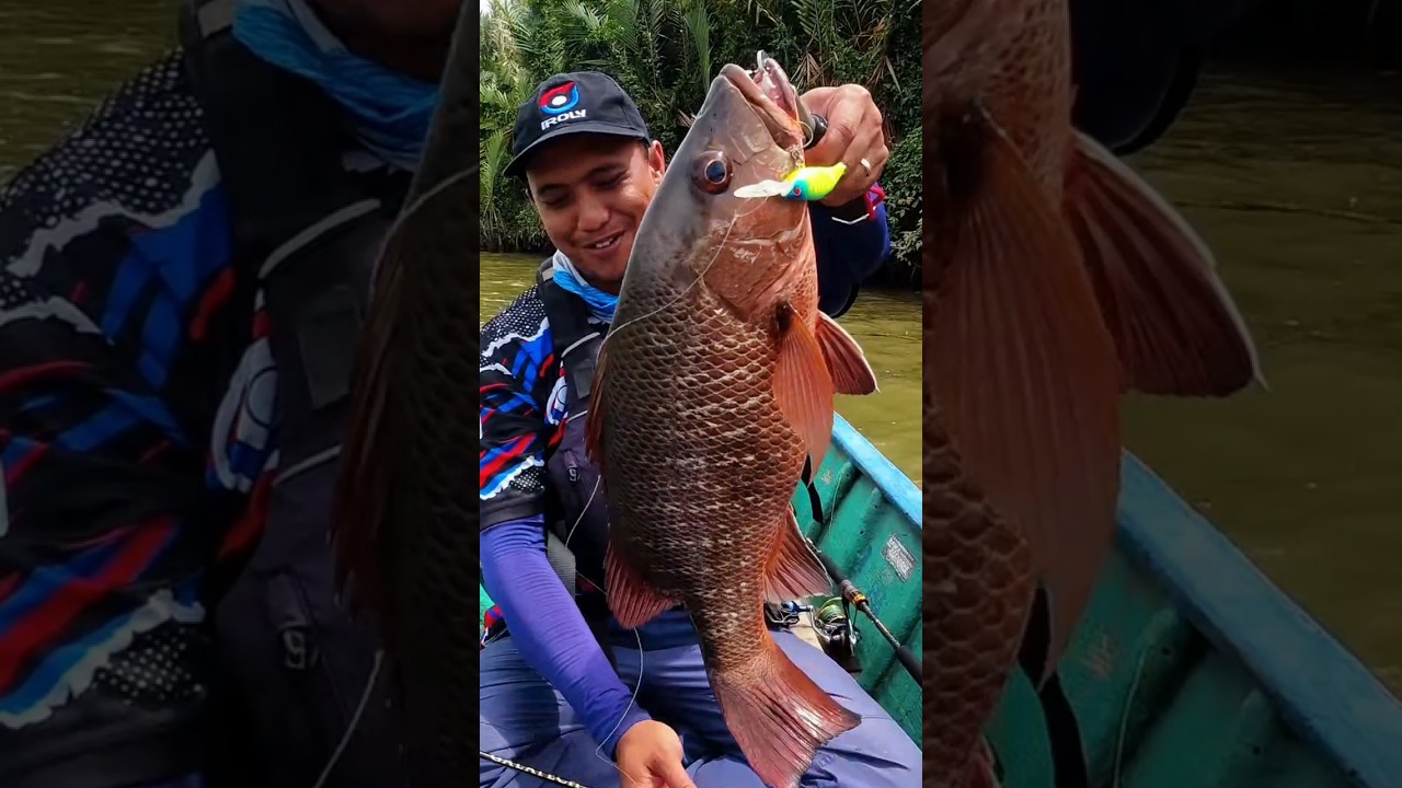 Casting Monster Mangrove Jack #fishing #mancing #simancing
