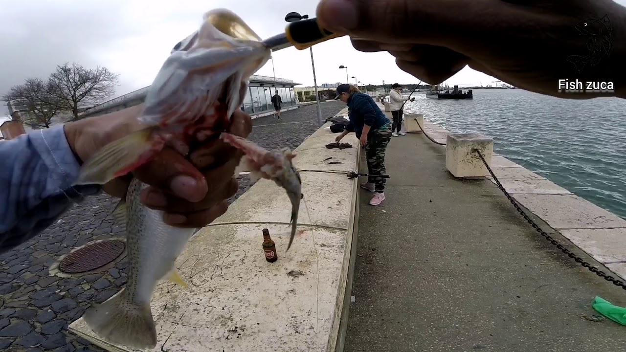 Pesca de Corvina, safio e sargo.