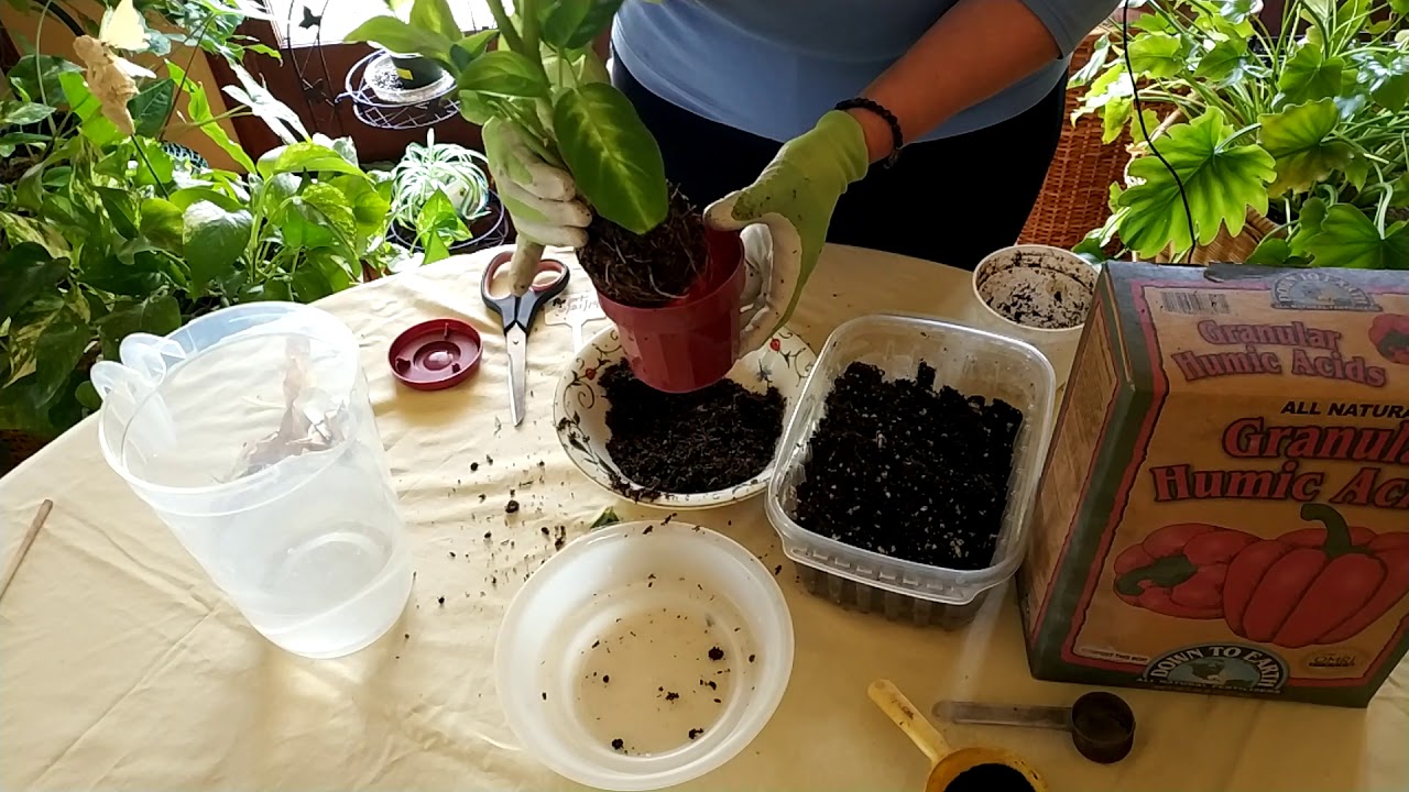 How to Revive a Dumbcane Dieffenbachia  (Part 1)