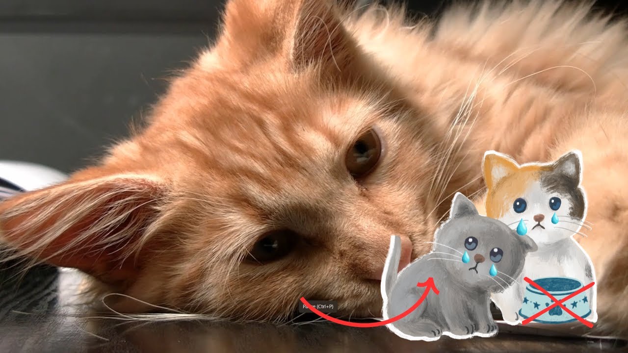 Por que mi gato no QUIERE comer y esta DECAIDO