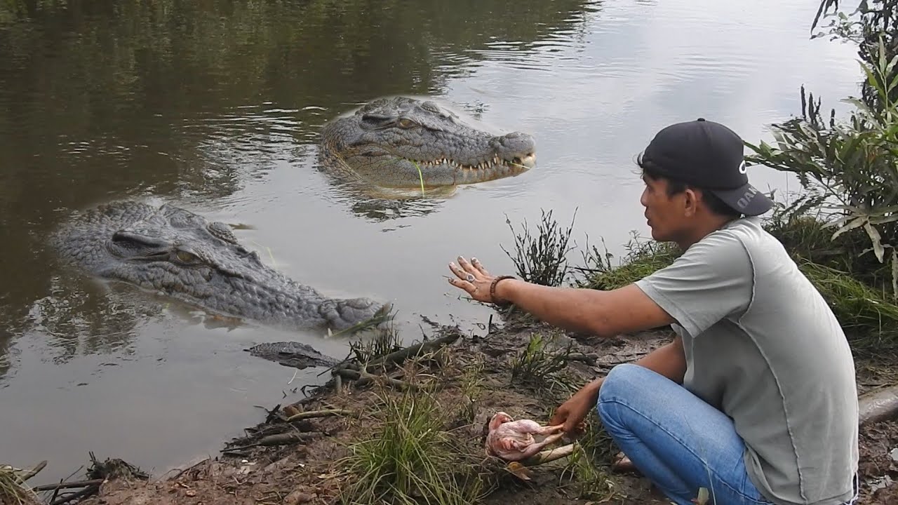 Tiga buaya datang beruntun saat dipanggil!!!