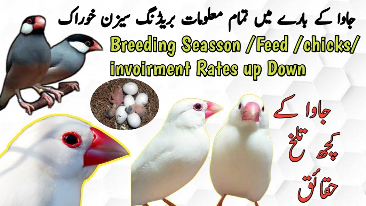 Java Sparrow complete information in Urdu Hindi || Breeding Seasson ||Java earning||Java||B4BIRDS