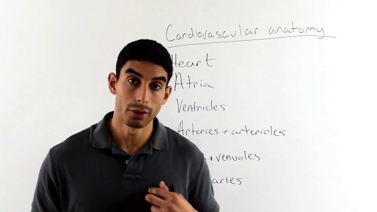 Cardiovascular Anatomy and Blood Flow_ACSM CPT Exam Prep