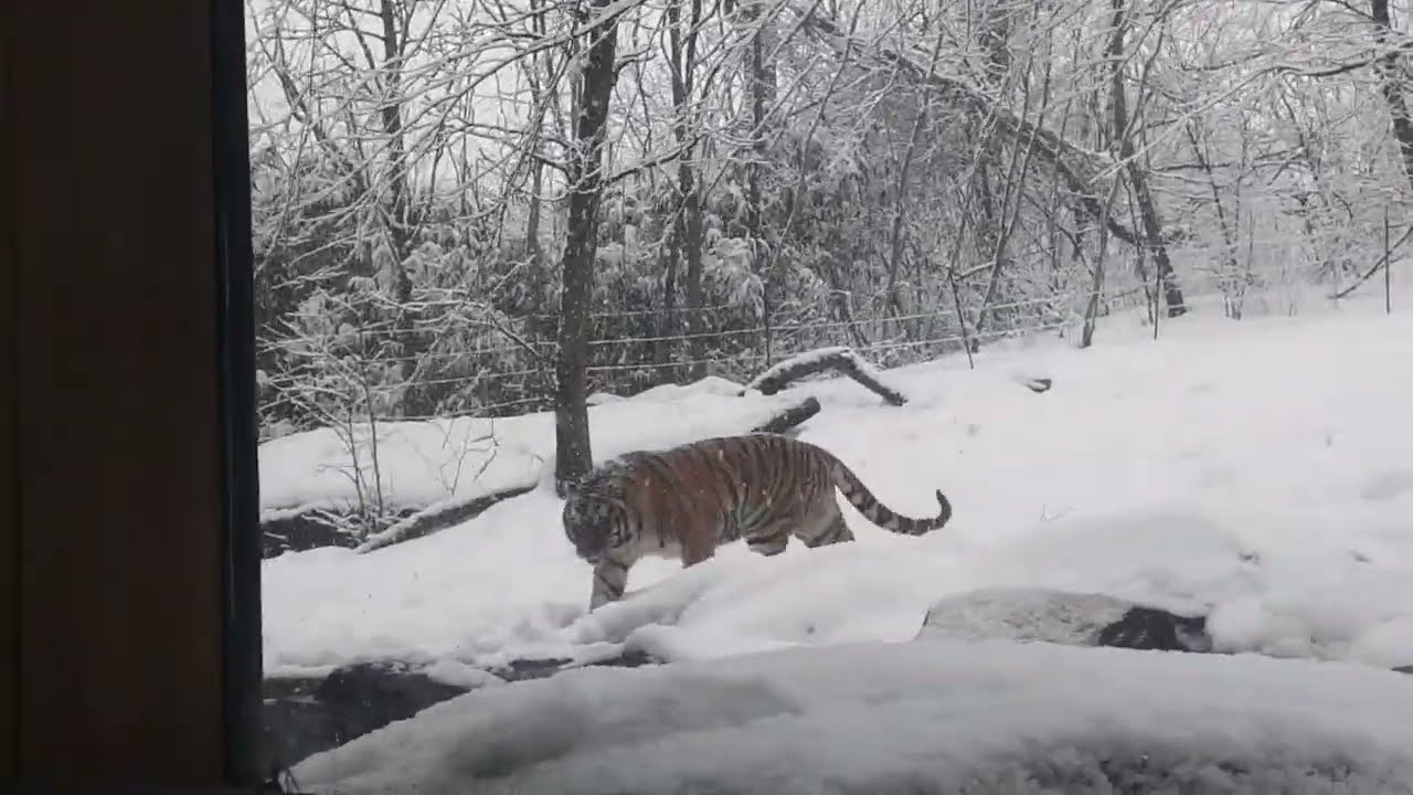 Tiger enjoy drinking ice cold water in snow