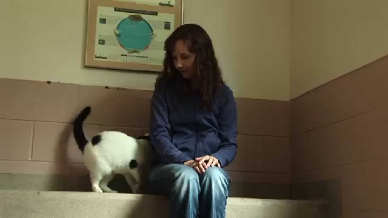 How to Share Reiki with a Shelter Cat | Animal Reiki Source