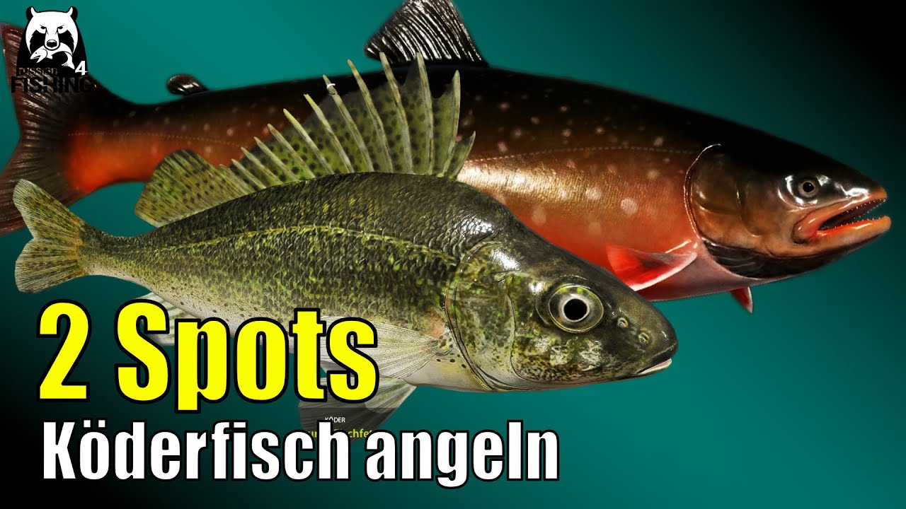 Russian Fishing 4 - Kuori /Moskito See - Auf Kaulbarsch und auf Bachsaibling! Köderfisch Kaulbarsch