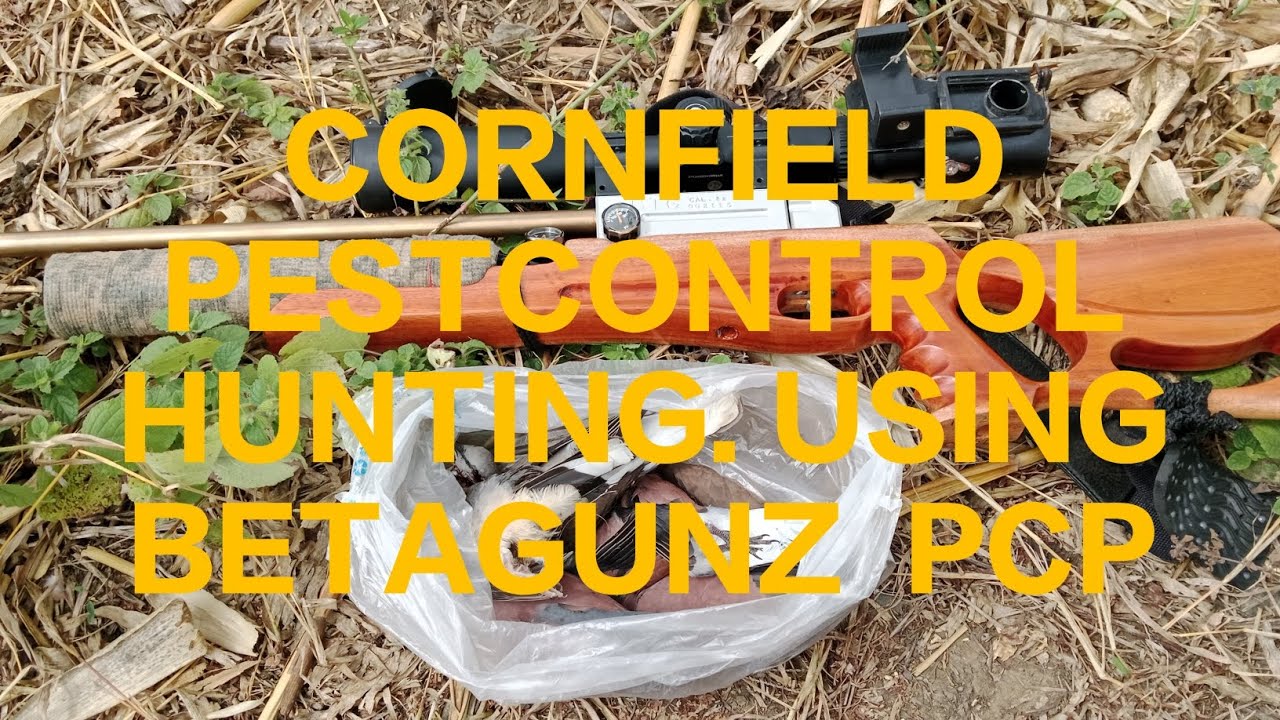PESTCONTROL HUNTING SA IBANG BRGY.USING OUR BETAGUNZ PCP AIRGUN#hunting #pestcontrol#boyet39mixvlog 