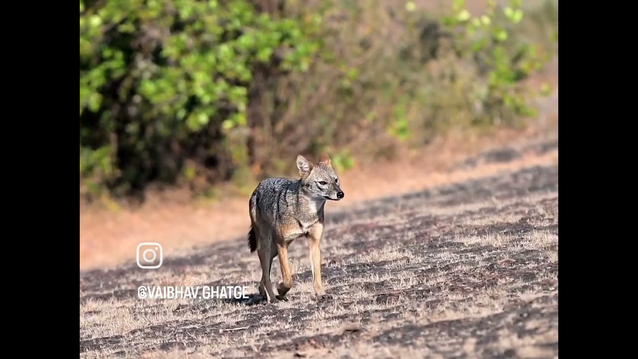 Jackal कोल्हा