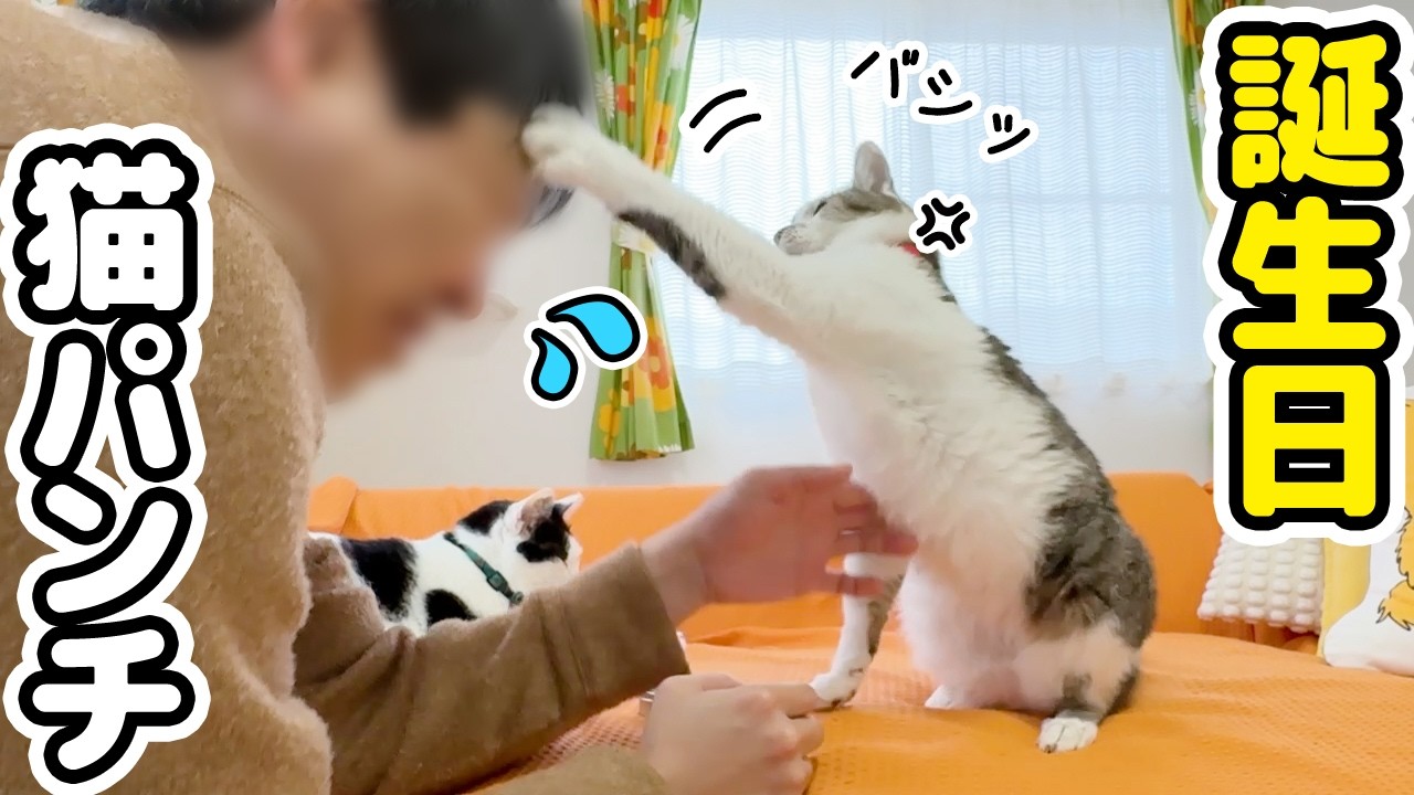 誕生日を祝っただけなのに…怒りの猫パンチ！？パパに一体何が！？