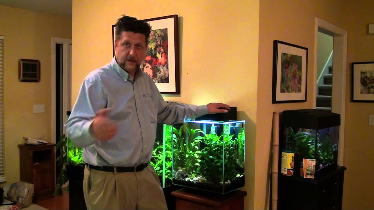 Fluval Edge 12 Gallon: Review