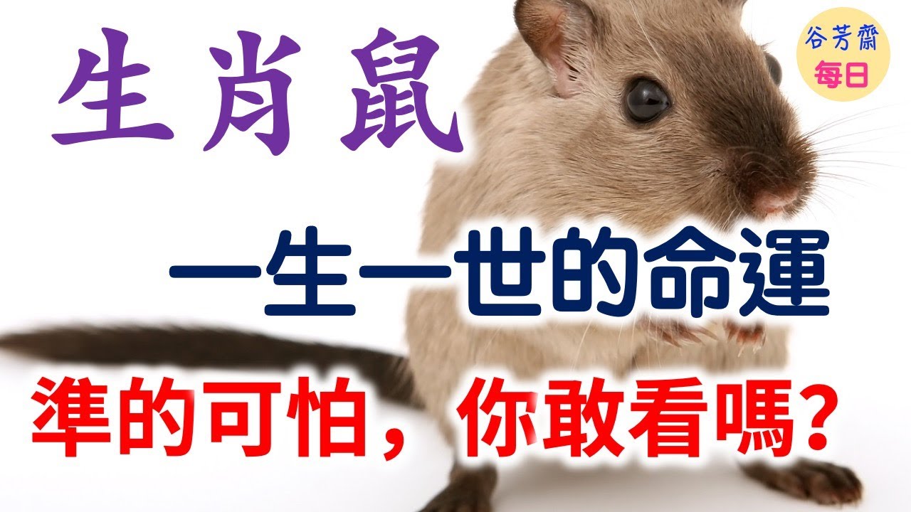 你身邊有屬鼠的嗎？一生一世的命運，你敢看嗎？