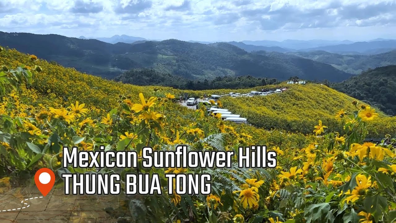 🇹🇭 Thung Bua Tong Mexican Wild Sunflower Hills | Mae Hong Son