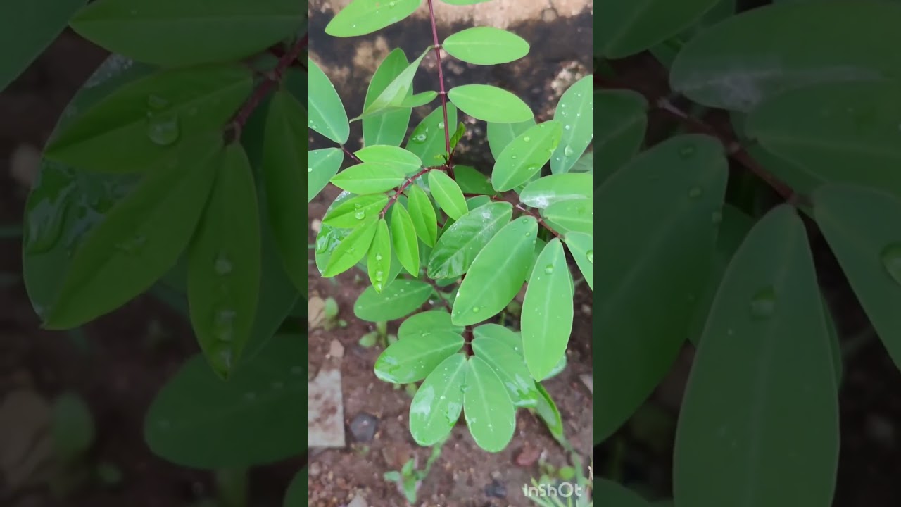 చెన్నంగి మొక్క ఉపయోగాలు🌿| కాసివిందా| #rythunestham 🌱