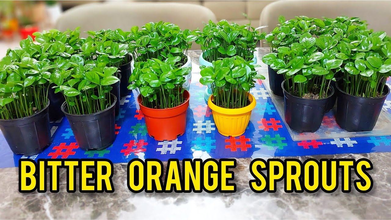 Growing Orange Sprouts for Persian New Year Table | Seed to Green in 47 Days | Silent ASMR