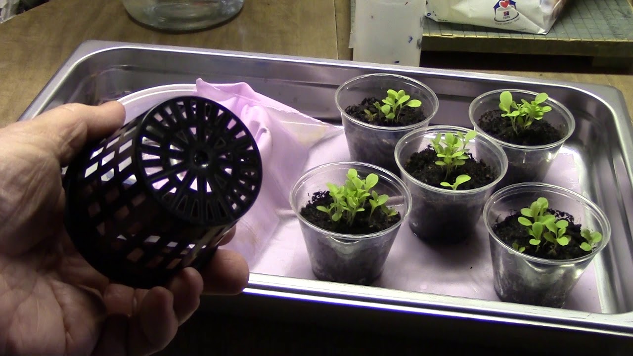 GSM Solution   Wick Irrigation and Microgreens